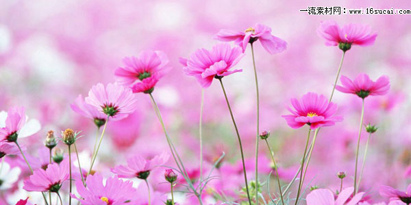 ���Ǳ�����