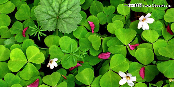 ���Ǳ�����