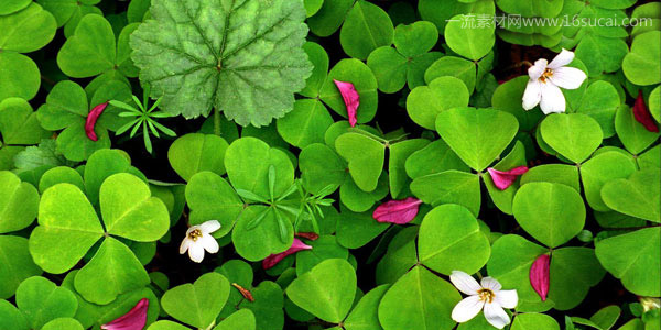 ���Ǳ�����