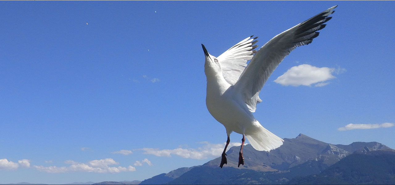 小米手机5 远景拍摄