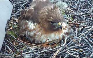 康奈尔大学特别住户——红尾鹰