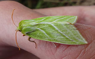飞蛾研究需要你的花园