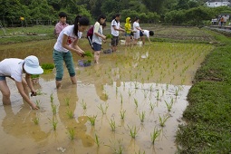 香港大学永续荔枝窝－农业復耕及乡村社区营造计划