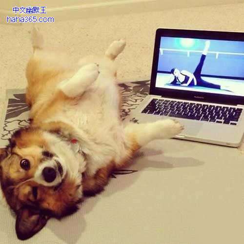 ������Ƶ����