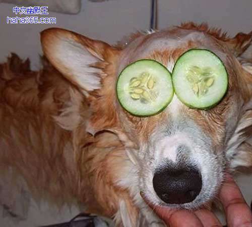 ����̫�ۣ��������Ȧ������