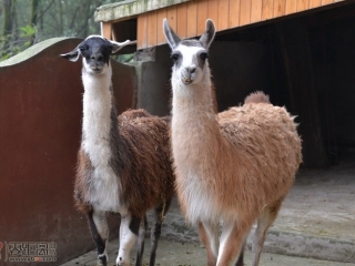 网络“神兽”到宜宾了！