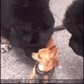 ��ЦͼƬ:�Һ��Ҹ�