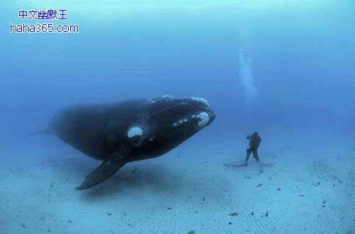 �ˣ����֣�����ʶ�ң���������