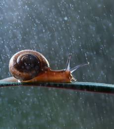 镜头下的唯美~雨中小动物们