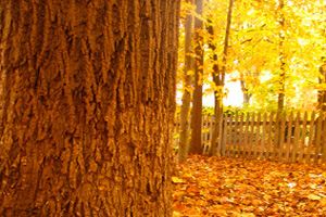 Yellow Leaves