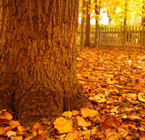 Yellow Leaves