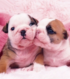 粉红色系可爱俏皮套图