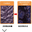 ѩ���ݽ�������